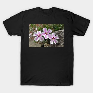 Phlox Subulata Candy Stripe T-Shirt